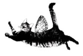 Zenkat